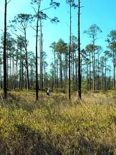 Eastern woodlands of the United States