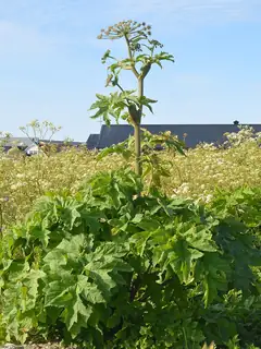 Heracleum persicum