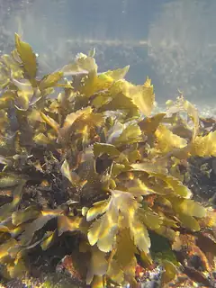 Seaweed
