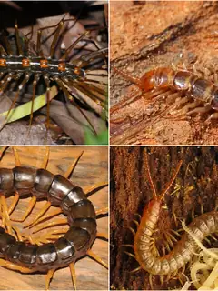 Centipede