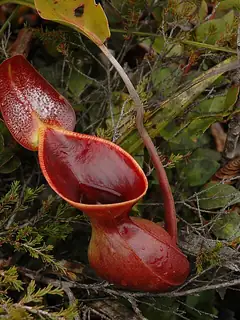 Carnivorous plant