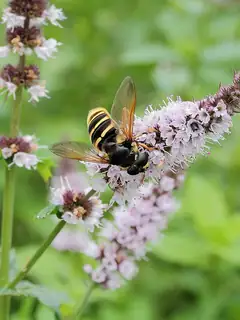 Mentha