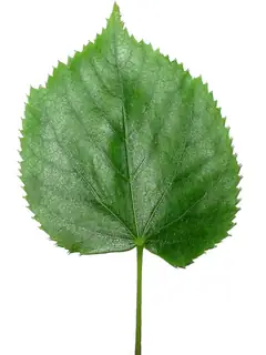 Leaf