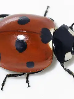 Coccinellidae