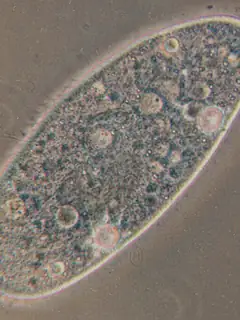 Paramecium