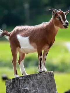 Goat