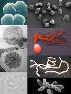 Archaea
