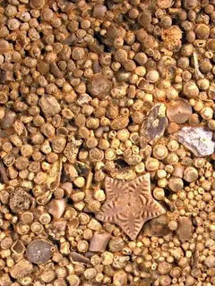 Carbonate rock