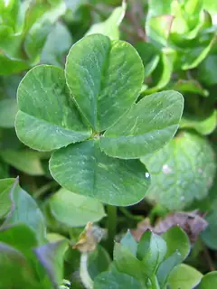 Luck
