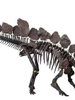 Stegosaurus
