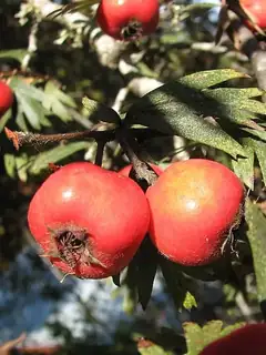 Crataegus orientalis