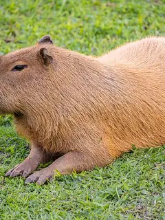 Rodent