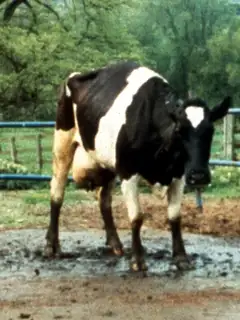 Bovine spongiform encephalopathy