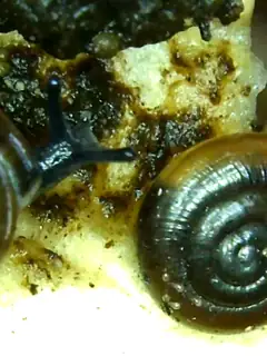 Riccardoella limacum