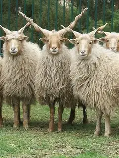 Racka