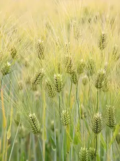 Barley