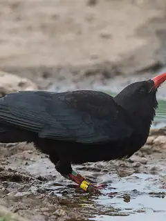 Red-billed chough