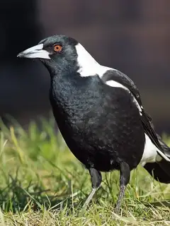 Australian magpie