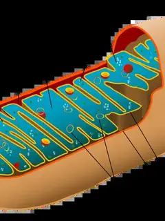 Mitochondria