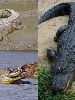 Crocodylia