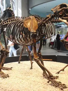 Arctodus