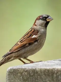 House sparrow