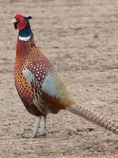 Common pheasant