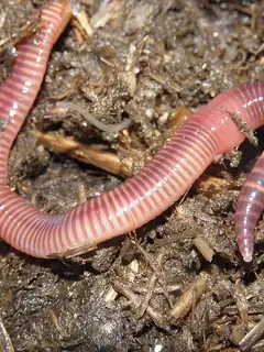 Earthworm