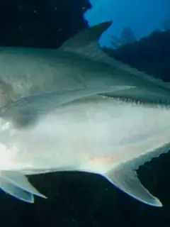 Caranx