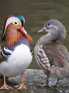 Sexual dimorphism