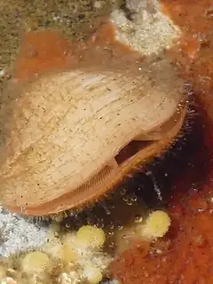 Brachiopod