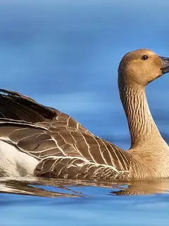 Taiga bean goose