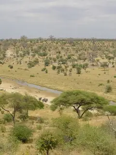 Savanna