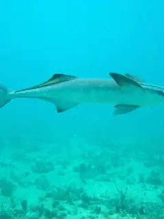 Remora