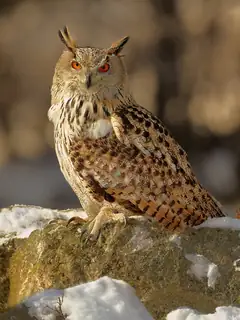 Eurasian eagle-owl