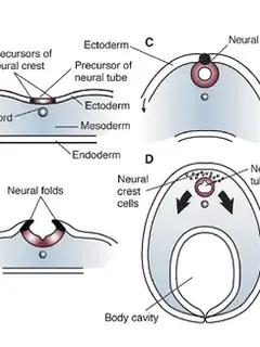 Neural crest
