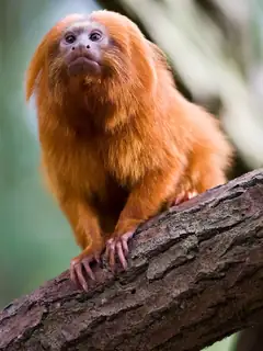 Endangered species