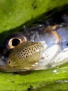 Argulidae