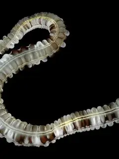 Apodida