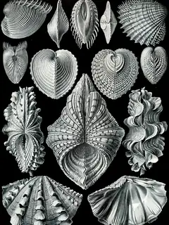 Bivalvia