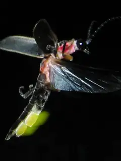 Bioluminescence