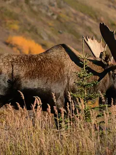 Moose