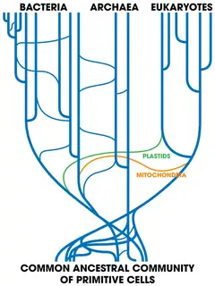 Horizontal gene transfer
