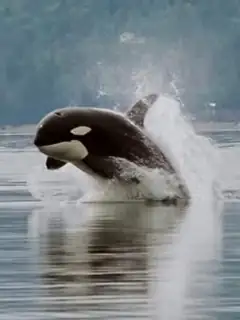 Marine life
