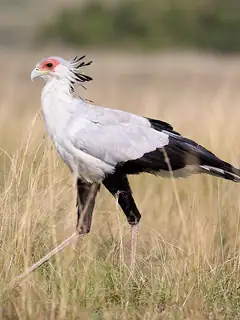 Secretarybird
