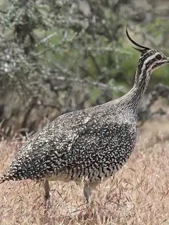 Tinamou