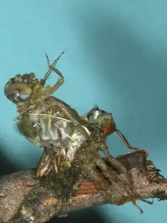 Metamorphosis