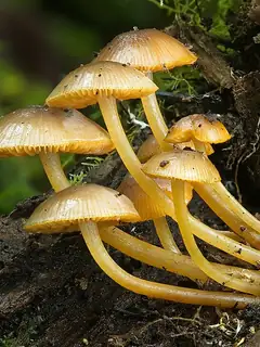Mycology