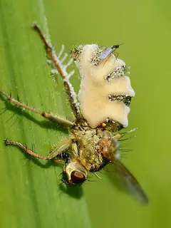 Entomophthora muscae
