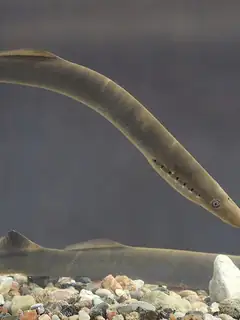 Lamprey